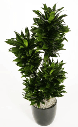 دراسنا کامپکتا